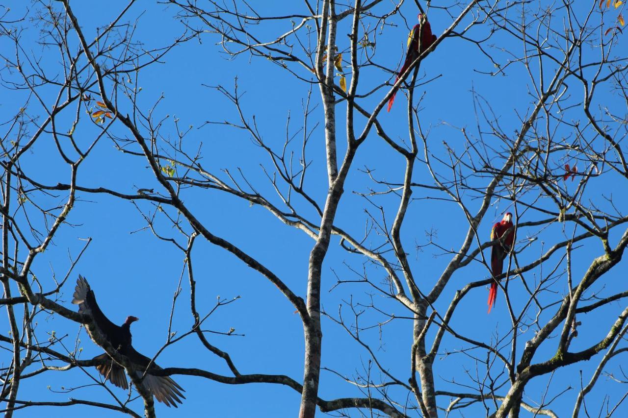 Iguanitas Lodge Pital  Luaran gambar