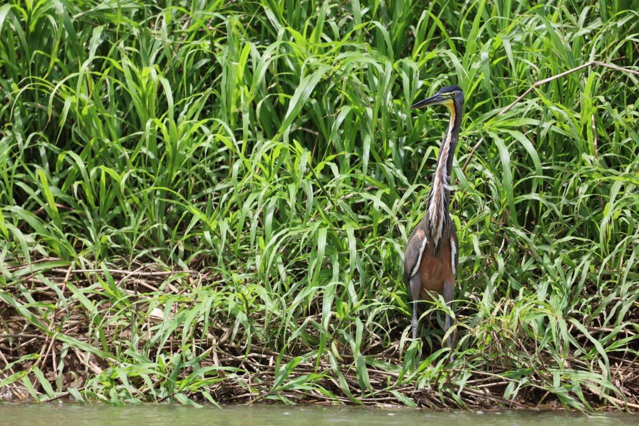 Iguanitas Lodge Pital  Luaran gambar