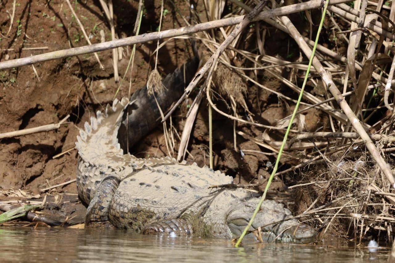 Iguanitas Lodge Pital  Luaran gambar