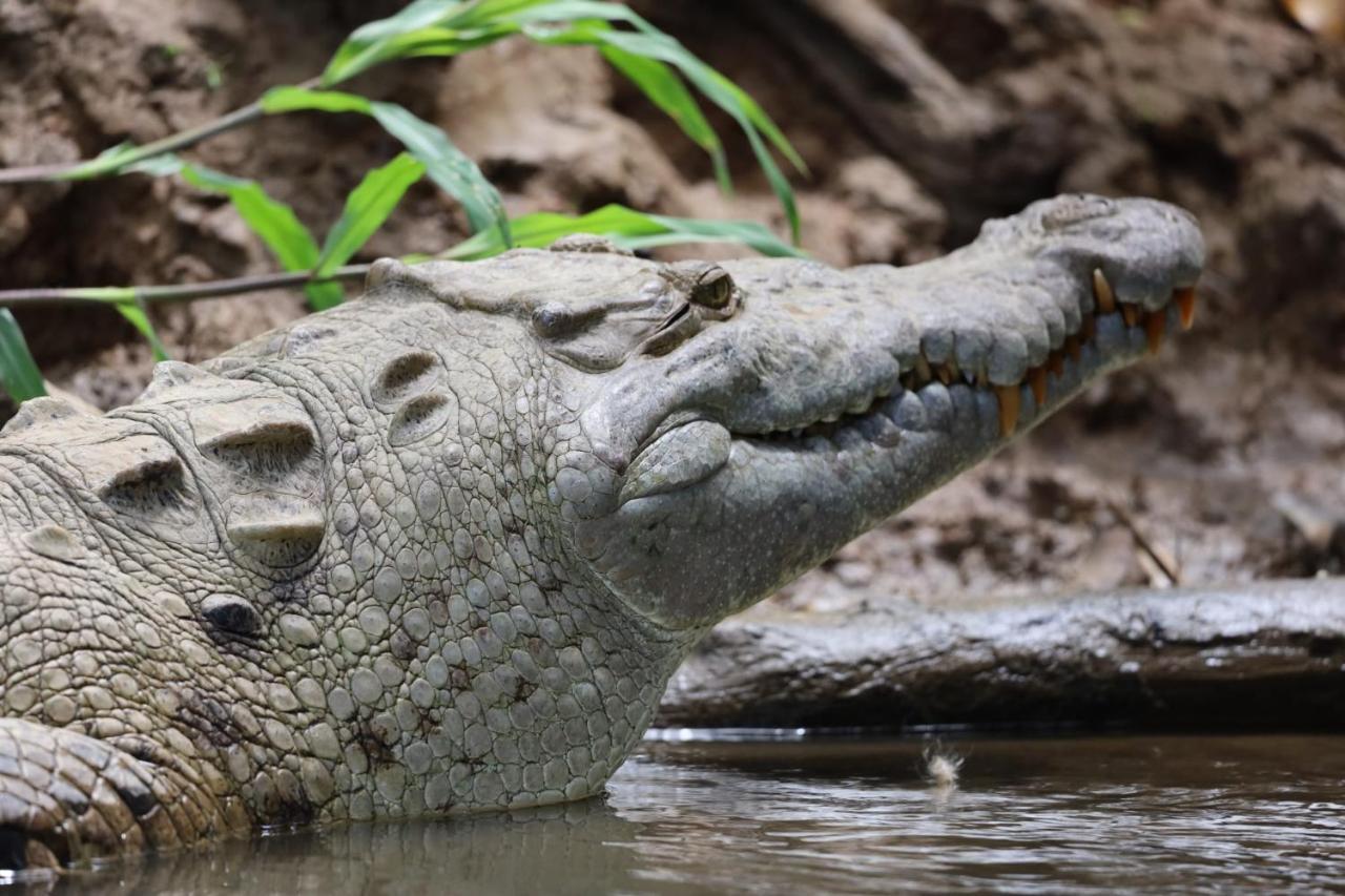 Iguanitas Lodge Pital  Luaran gambar